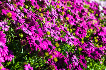 Obraz premium Fiore astro rosa viola simile margherita