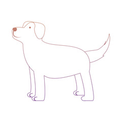 cute dog icon over white background, colorful line design. vector illustration
