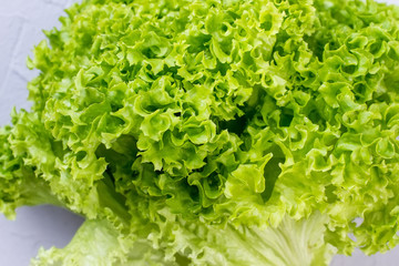 Close up green curly lettuce. Detail of fresh lettuce leaves. Dieting and healthy lifestyle concept.