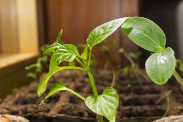 Seedling with two leaves and juvenile paprika in a peat pots on a window sill closeup against the background of blurred other seedlings