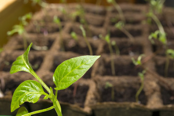 Seedling of paprika in a peat pots on a window sill closeup against the background of blurred other seedlings