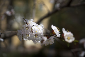 Cherry blossom in spring for background or copy space for text