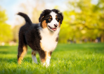 Happy Aussie dog walking at meadow with green grass in summer or spring. Beautiful Australian shepherd puppy 3 months old. Cute dog enjoy playing at park outdoors.