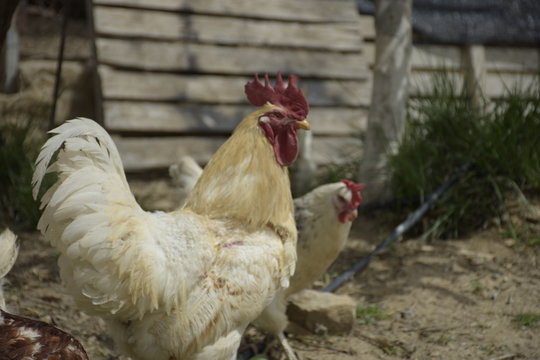 Gallo, gallina, gallinas, campan al aire libre, Gallus gallus, domesticus