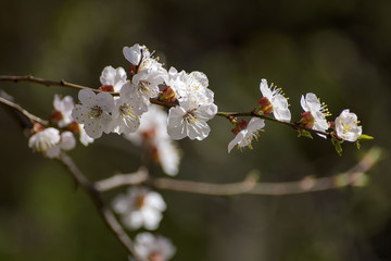 Cherry blossom in spring for background or copy space for text