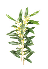 Feuilles vertes olivier isolé fond blanc