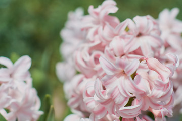 hyacinth in blossom growing in the garden close up