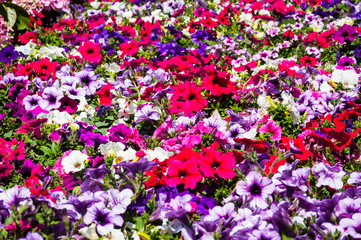 Aiuola con composizione floreale