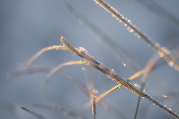 schnee macro pflanzen