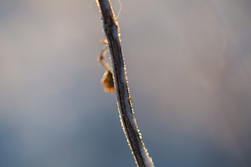 schnee macro pflanzen