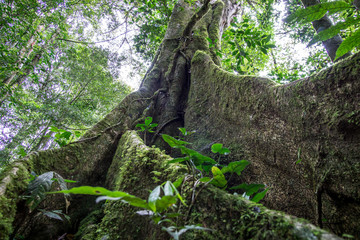Fototapeta premium tree with visible roots in the middle of the forest