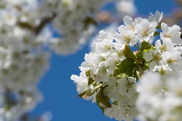 Cherry blossoms