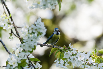 Blue tit on hunting