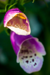fiore rosa viola a forma di bocca