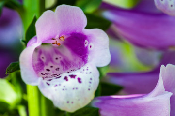 fiore rosa viola a forma di bocca