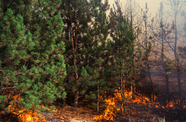 wildfire, burning pine forest .