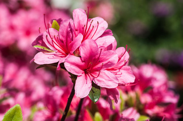 Obraz premium Fiori rosa viola