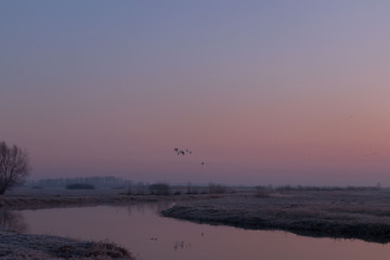 wild birds flying at sunny day at the river side in the winter time 