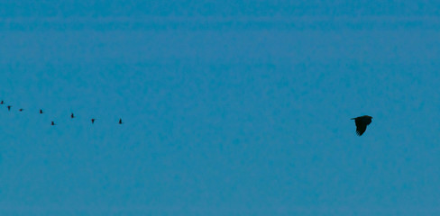 wild birds flying at sunny day at the river side in the winter time 