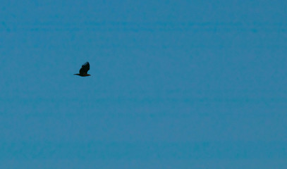 wild birds flying at sunny day at the river side in the winter time 