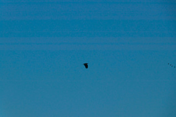 wild birds flying at sunny day at the river side in the winter time 