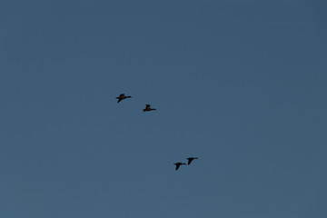 wild birds flying at sunny day at the river side in the winter time 