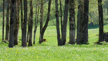 Little forest in green grass