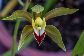 Obraz premium Springtime