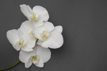 Fototapeta na wymiar romantic branch of white orchid on gray background.