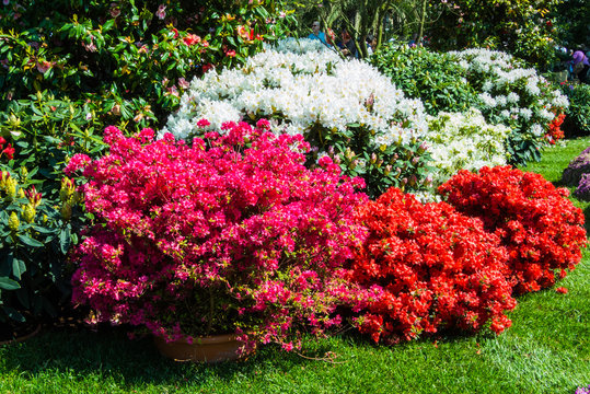 fiori e piante colorati in un giardino