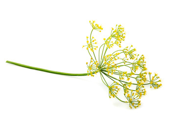 Wild fennel flower isolated. - obrazy, fototapety, plakaty