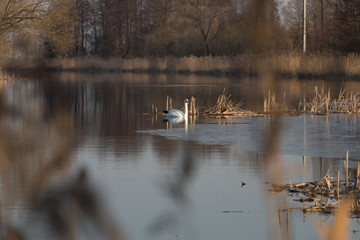 Naklejka na ściany i meble wild swan at the autumn river with great sun rays 
