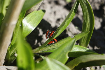 Red beetles in spring garden