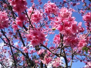Cerejeiras ao Céu Azul 