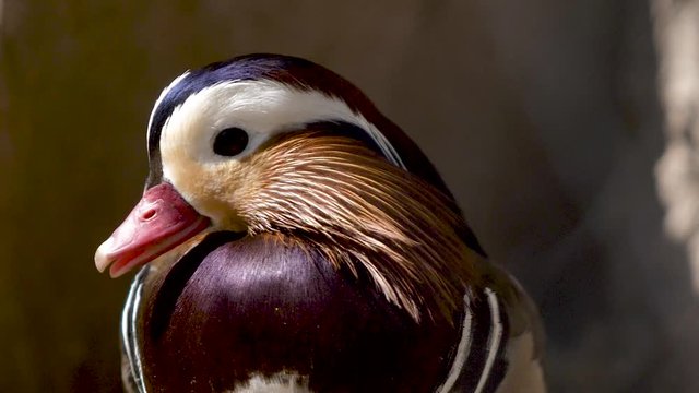 duck mandarin duck eating something
