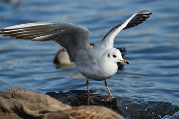 Obraz premium Young seagull (Chroicocephalus ridibundus) standing on the stony river bank with his wings open ready to fly, blue water with drops in background