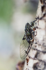 Cicada