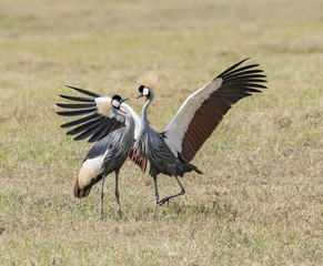 Fototapeta premium Bądź moim partnerem na całe życie - męski szary koronowany żuraw tańczy wokół kobiecej perspektywy i próbuje przekonać ją, że jest to czas godowy. Krater Ngorongoro, Obszar Chroniony Ngorongoro, Tanzania, Afryka.