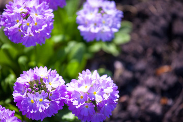 Obraz premium small purple flowers view from above