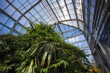 glass roof of the greenhouse