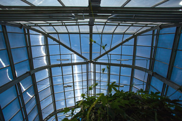 glass roof of the greenhouse