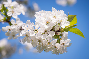 Detail of blossoming cherry flowers