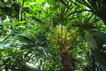 dense thickets of tropical plants