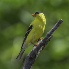 Wary Goldfinch