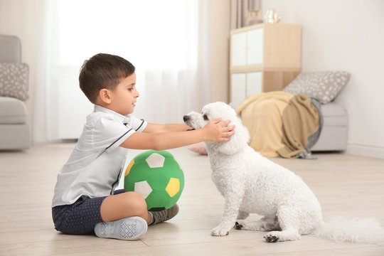 Little Boy And Bichon Frise Dog Playing At Home