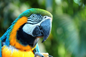 Obraz premium Perroquet