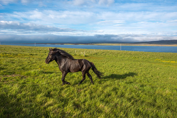 Obraz na płótnie Canvas Horses in Vatnsnes peninsula, Iceland