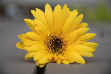 Yellow Daisy with Gray Background