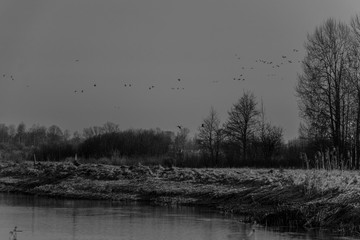  a herd of wild birds flying against a blue cloud over rusty, spring fields