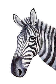 Sketchy portrait of young zebra. Symbol of balance, agility, sureness of path, joy, fun, ability to bear with dignity both white and black stripes in life. Handdrawn water color on white background.
